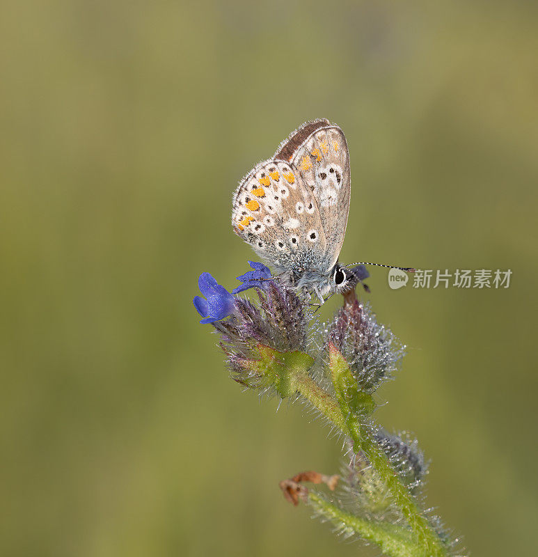 棕Argus蝴蝶(Aricia agestis)